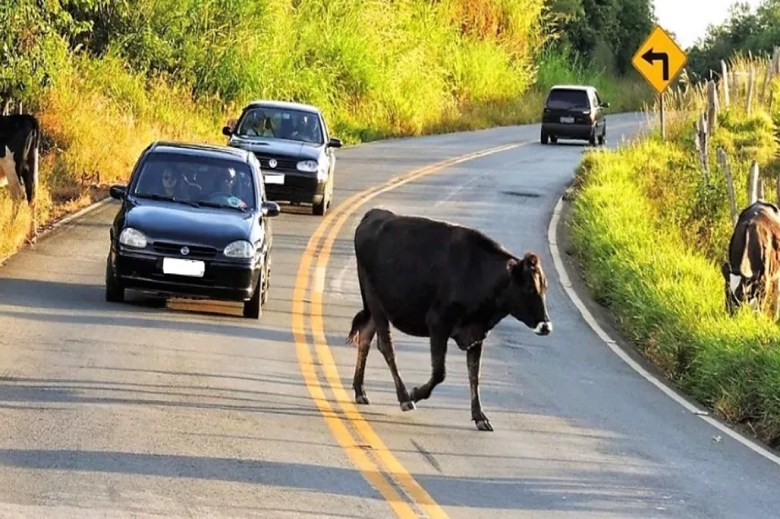 Colisões com bovinos e outros animais já deixaram dezenas de mortos e feridos