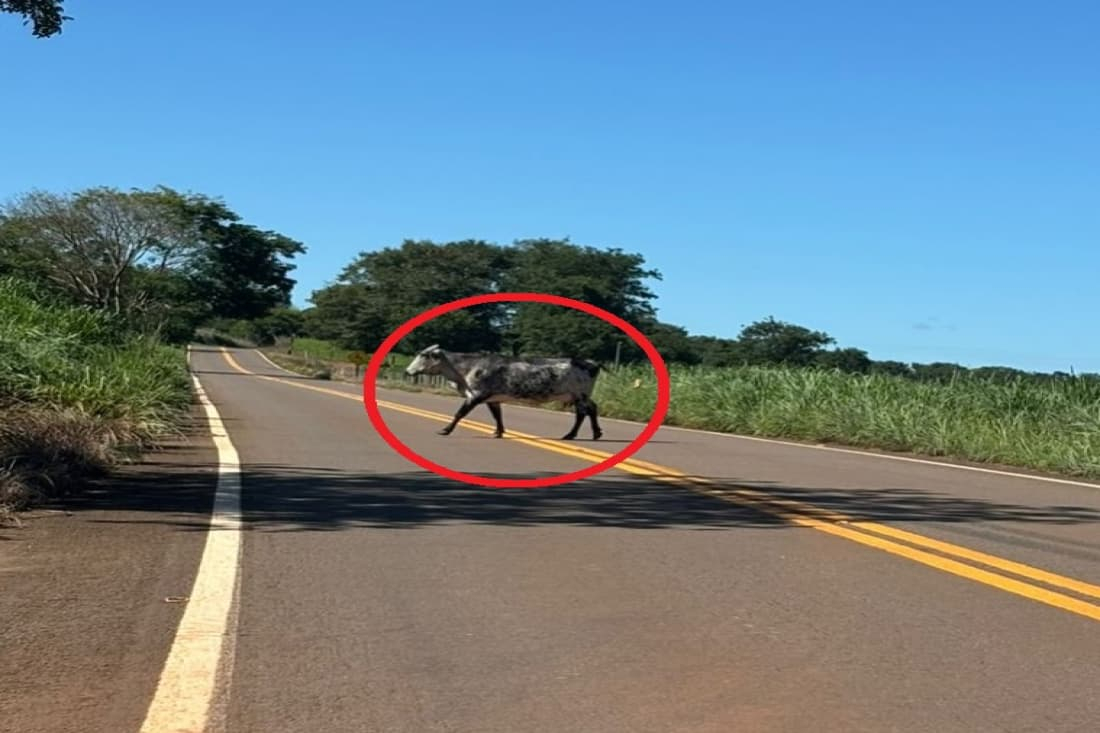 Nova lei busca reduzir acidentes e responsabilizar donos de animais.
