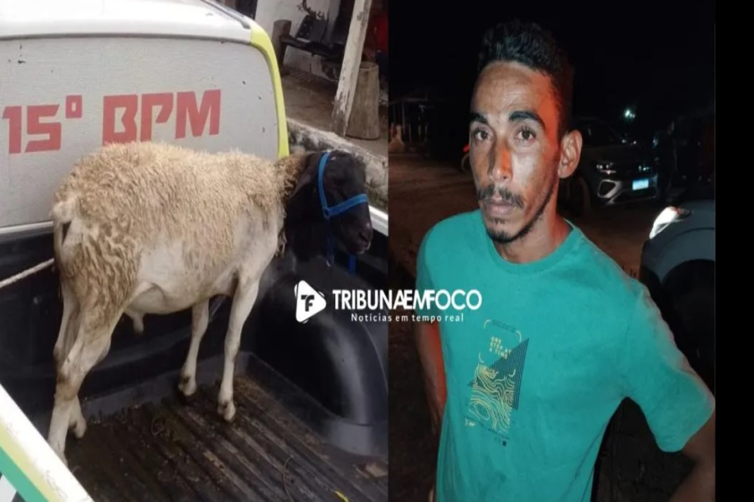 O animal teria sido furtado na cidade de Juazeiro do Piauí.